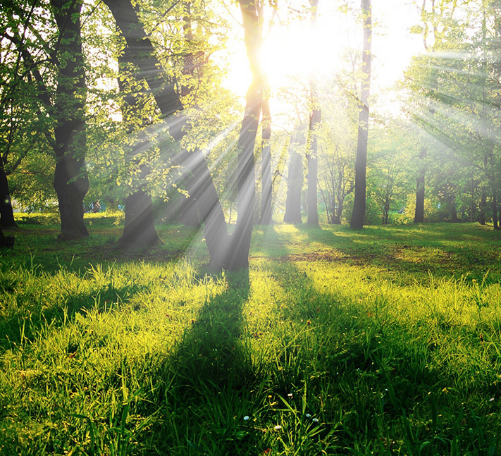 山东省森林采伐更新技术规程